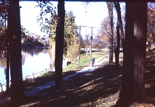 The river glimpsed through tall shoreline trees